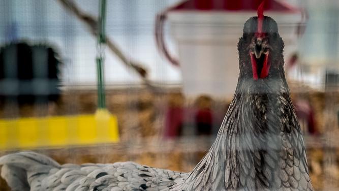 No yolk! Chickens are Seattle's hot new apartment amenity